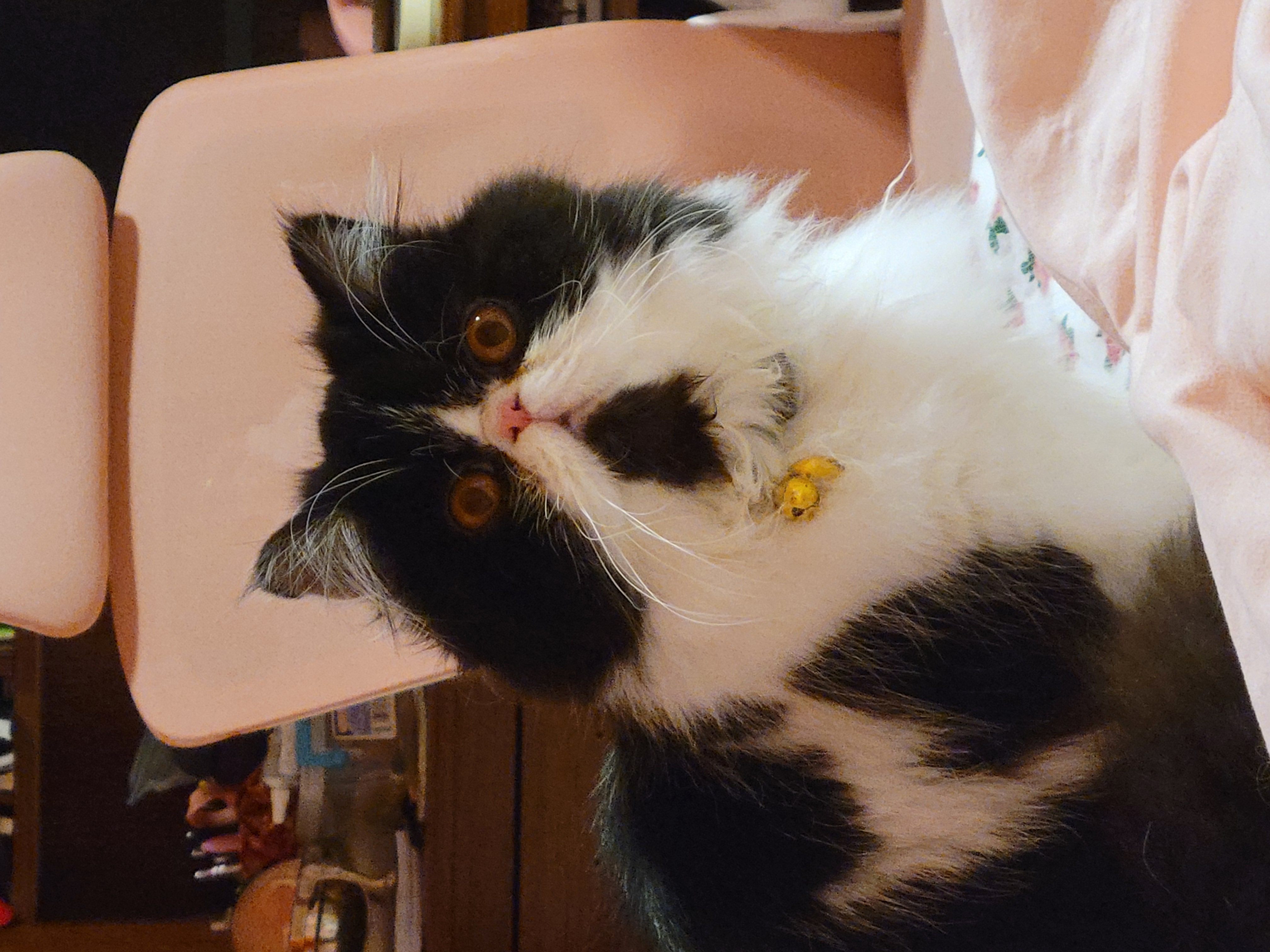 Moocha